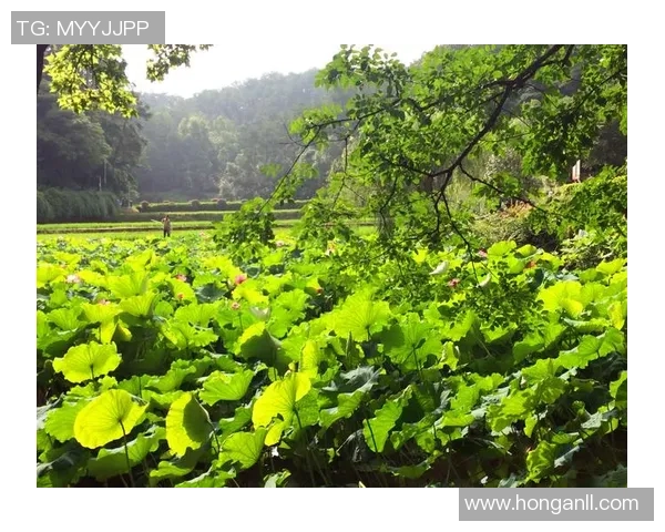 深度对话：杨丽如何在DOTA2世界中追寻梦想与成长